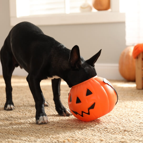 Small black dog with head inside plastic jack-o-lantern trying to find Halloween candy