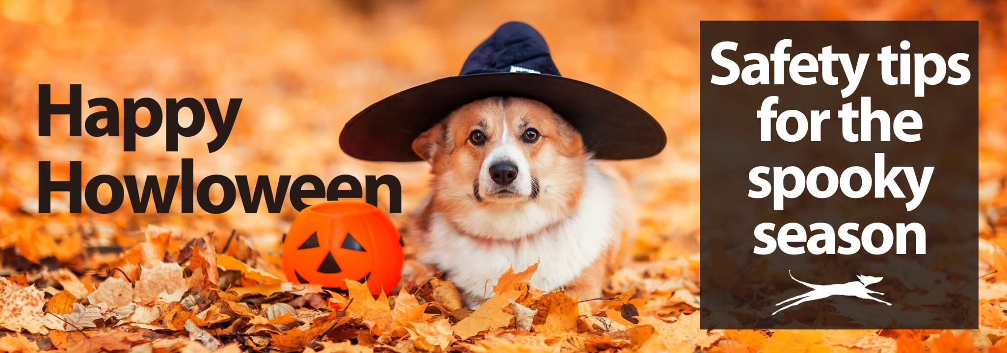 Corgi wearing a black witch's hat and lying in a large pile of fallen, orange leaves. Happy Howloween. Safety Tips for the Spooky Season