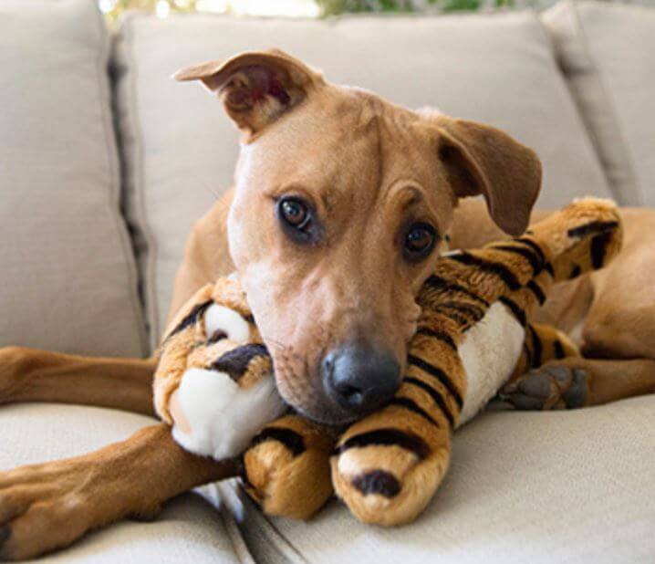 Boomer Tiger with pup.