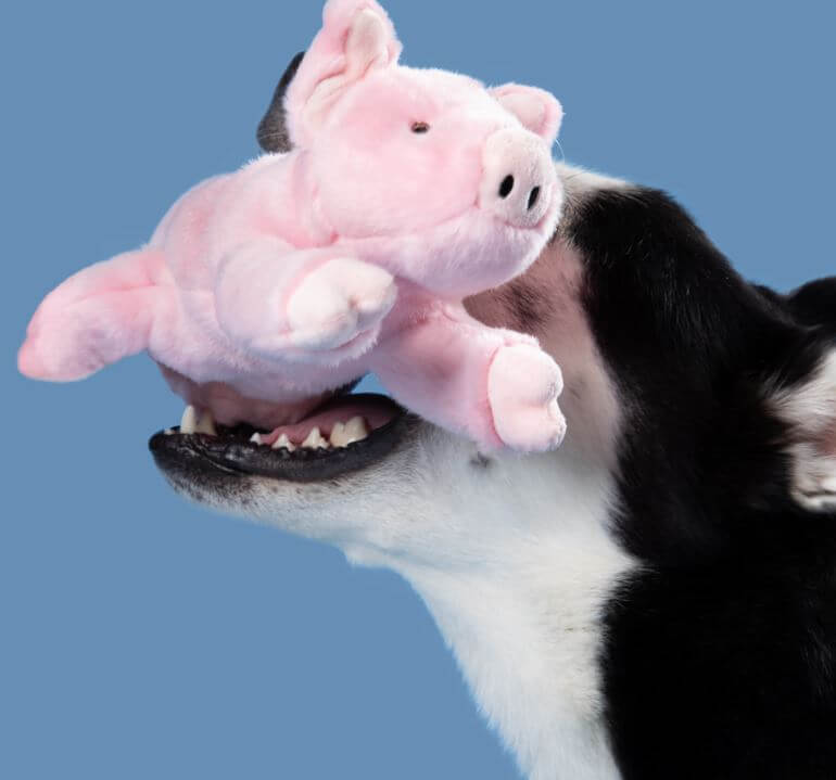 Petey Pig with pup.