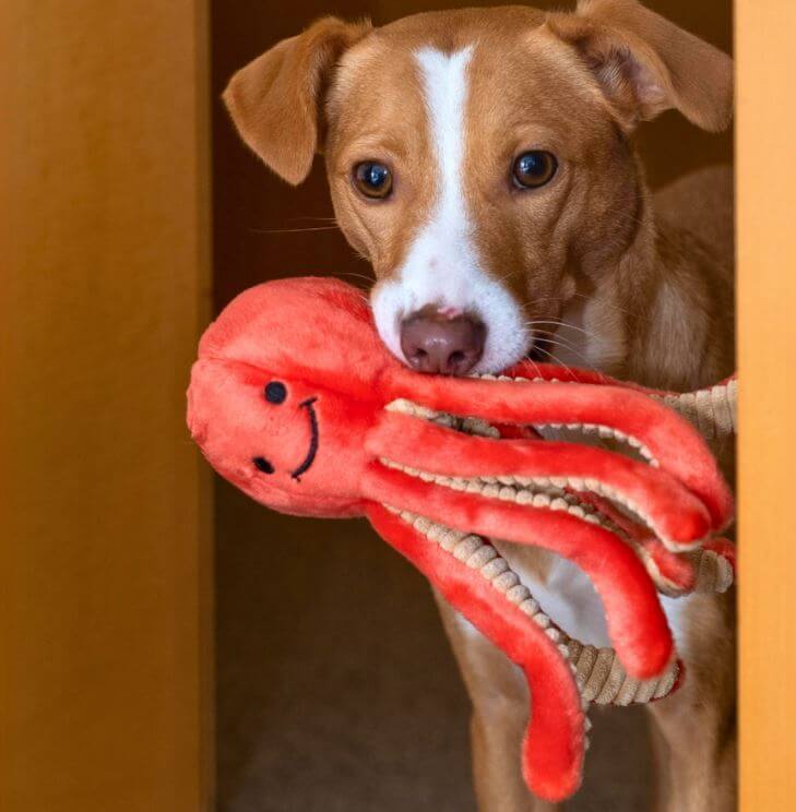 Squirt ocotopus with pup.