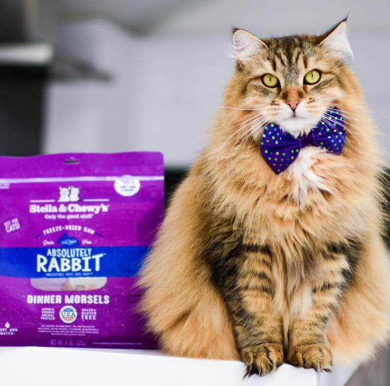 A dapper looking cat next to the Stella & Chewy's Rabbit Morsels bag to promote product - very cute