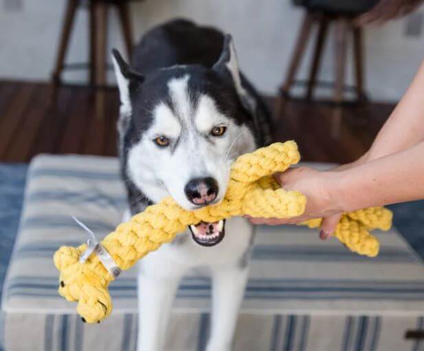 Jax & Bones Jerry Giraffe Rope Toy with husky to show product quality and size to help customer determining.