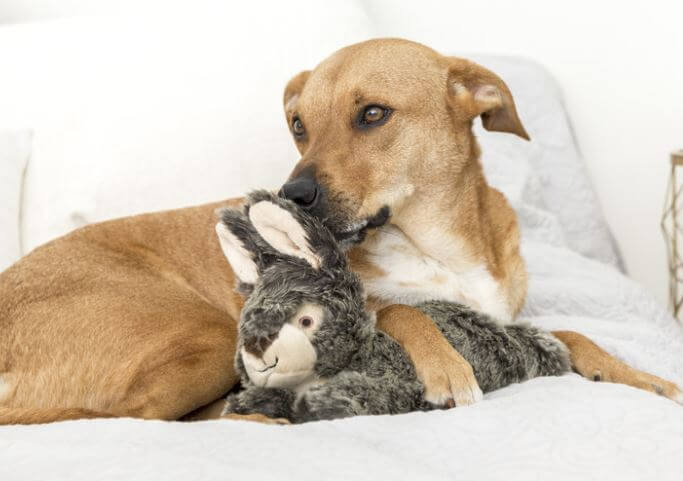 Walter Wabbit with pup.