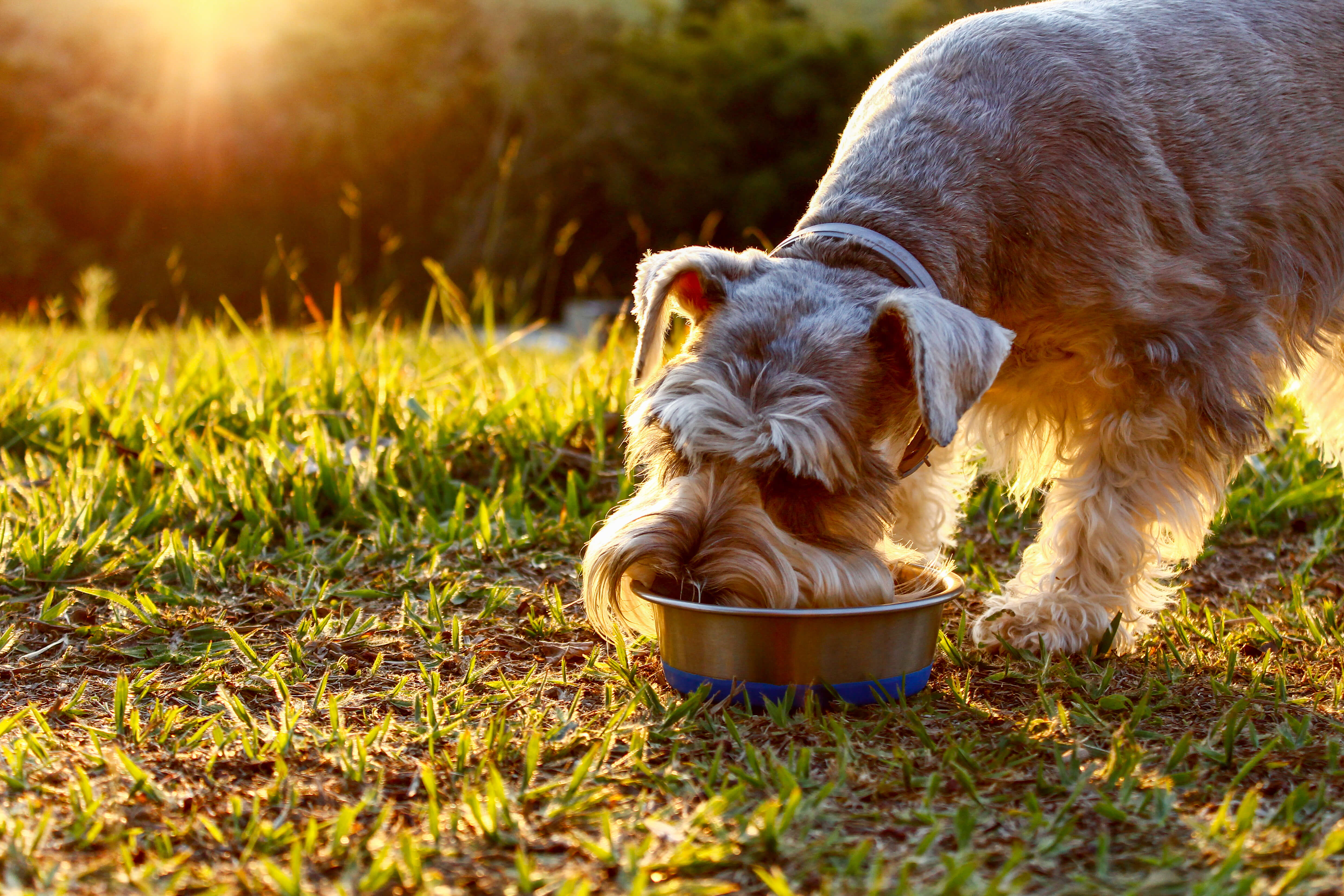 Myths in pet food