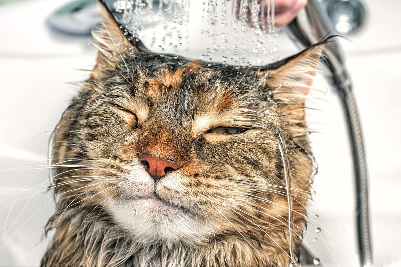 cat-wash
